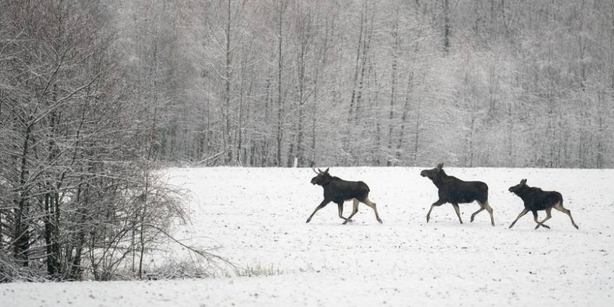 Drei Elche im Winter (Foto: Psubraty)