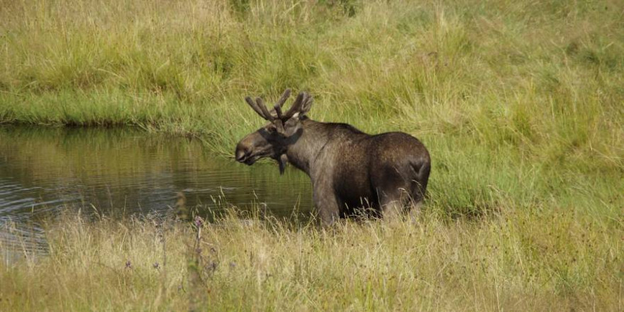 Elchbulle an einem Gewässer (Foto: M W)