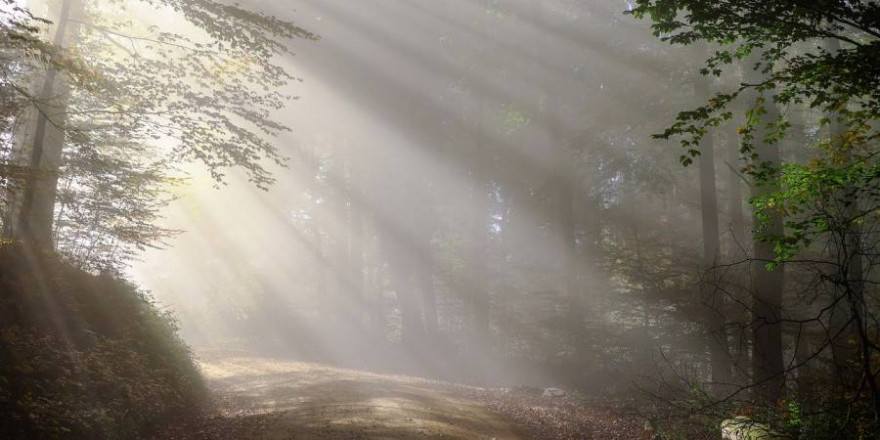 Wald im Morgenlicht (Foto: Couleur)