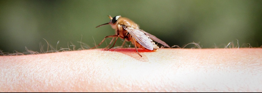 Das Volk schreit nach Insekten-Gift