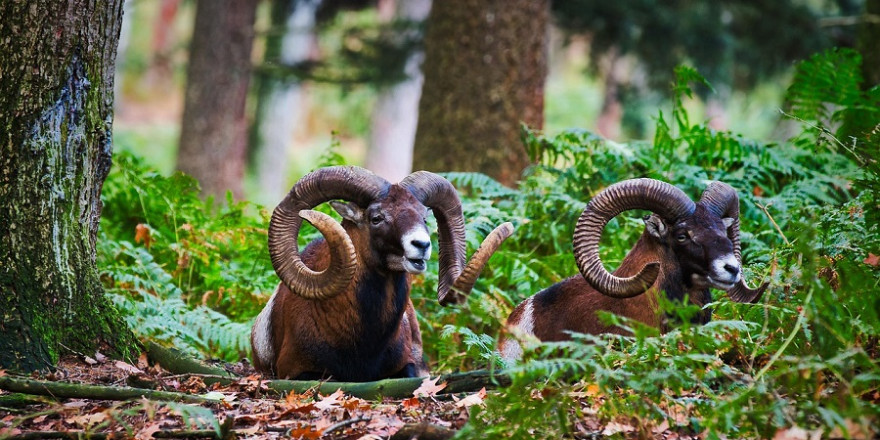 Bilder wie dieses, das zwei starke Muffelwidder zeigt, werden sehr wahrscheinlich im Teutoburger Wald bei Bielefeld bald der Vergangenheit angehören.