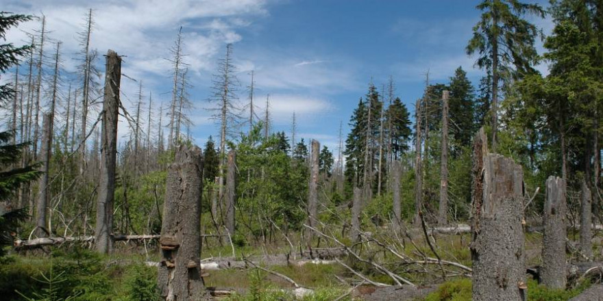 245.000 Hektar Wald müssen aufgeforstet werden, wie beispielsweise hier im Harz (Foto: Brockenhexe)