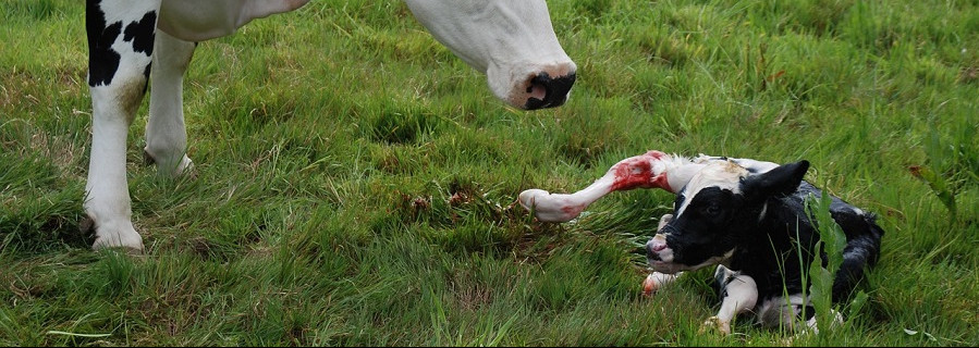 Kalb von Wolf gerissen