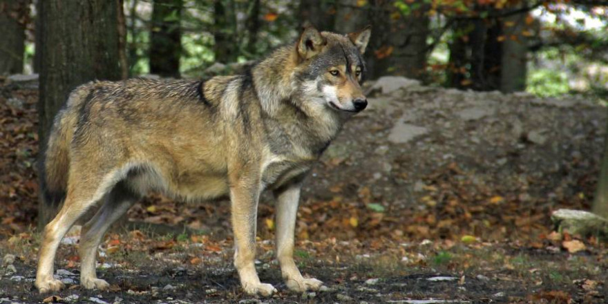 Ein Wolf (Symbolbild: Hans Harbig)