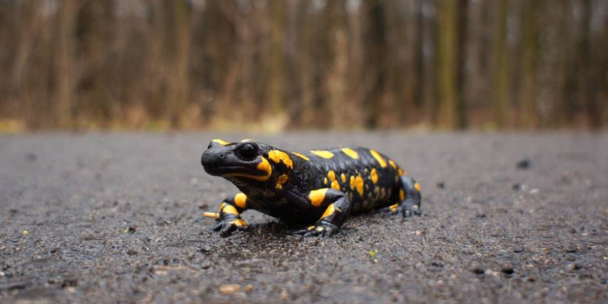 Leider fallen viele Feuersalamander bei ihren Wanderungen dem Verkehr zum Opfer (Symbolbild: inkoalseibua)