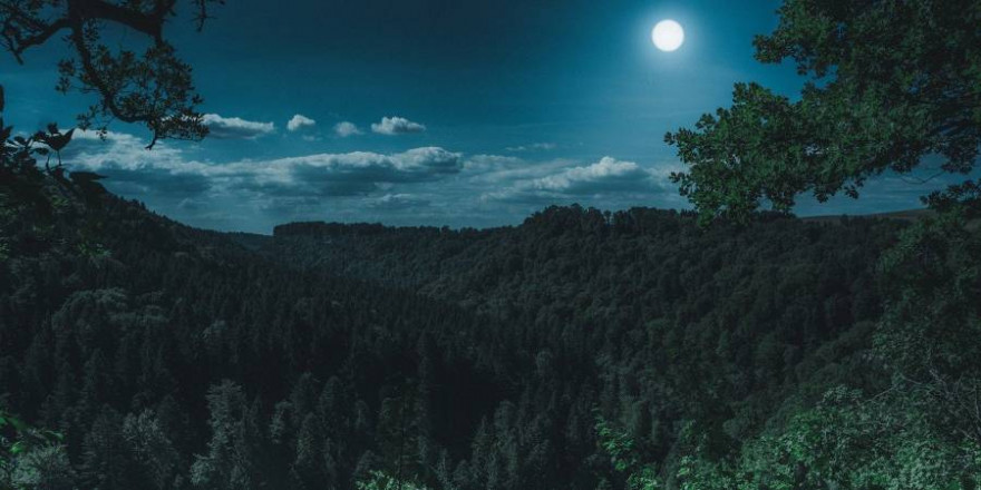 Wald bei Vollmond (Foto: Florian Kurz)