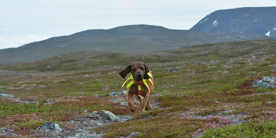 Schweißhund geschnallt