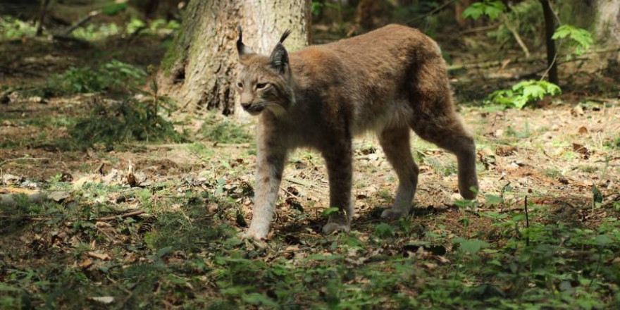 Im südniedersächsischen Landkreis Northeim wurde am Freitagabend ein Luchs auf der Kreisstraße 409 überfahren