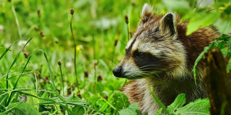 Ein Waschbär (Symbolbild: Schwoaze)