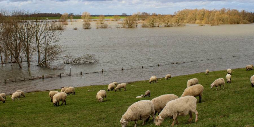 Schafherde bei Hochwasser (Symbolbild: Noverodus)