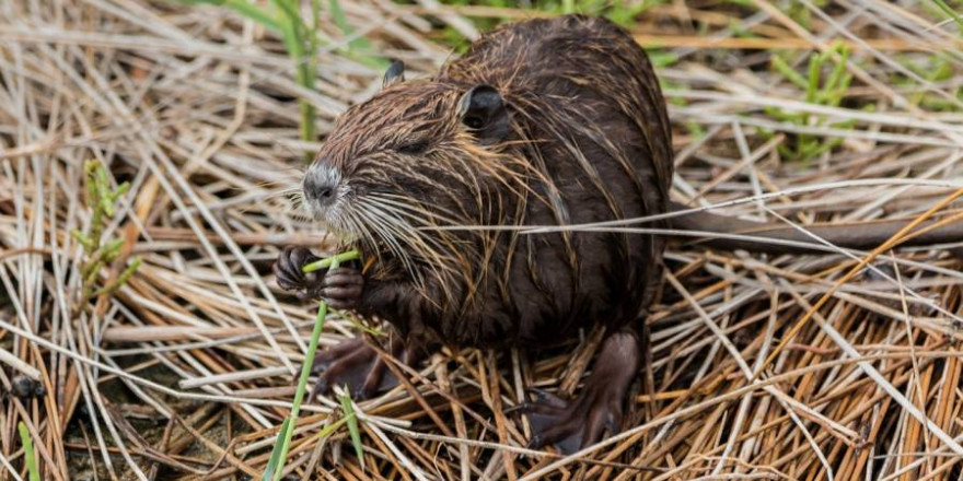 7.119 Nutria wurden im Jagdjahr 2020/2021 in Brandenburg erlegt (Symbolbild: TeeFarm)