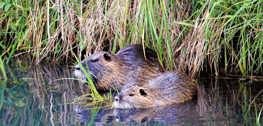 Nutria