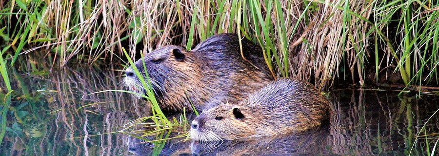 Bremen lässt invasive Arten bejagen