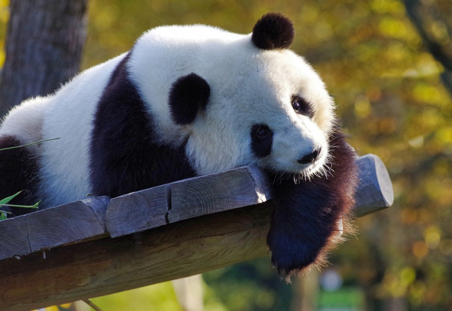 Panda