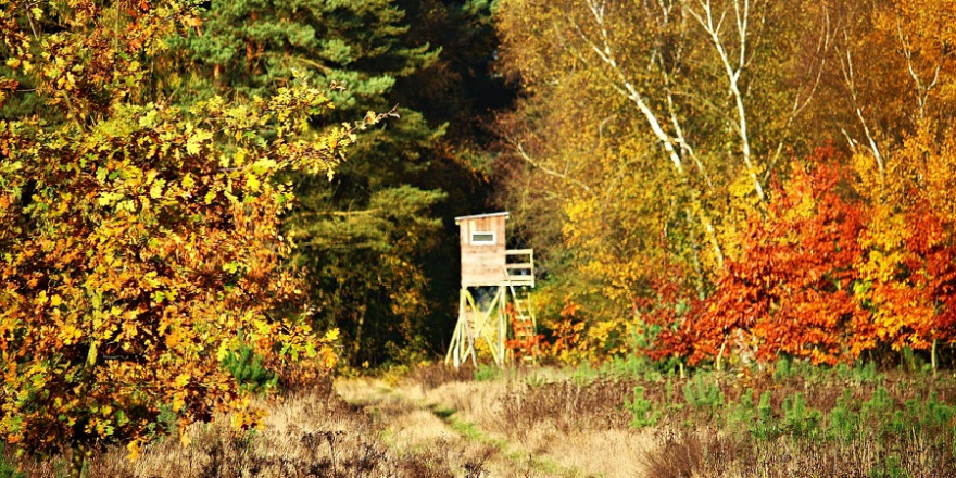 Hochsitz im Wald