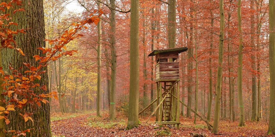 Hochsitz im Herbstwald.