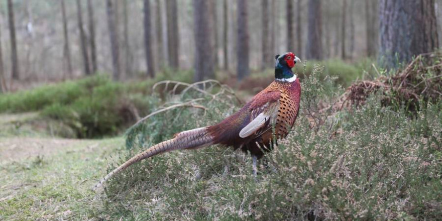 Ein Fasan auf Waldboden. Wäre ein Schuss jetzt weidgerecht? (Beispielbild: CarAnd)