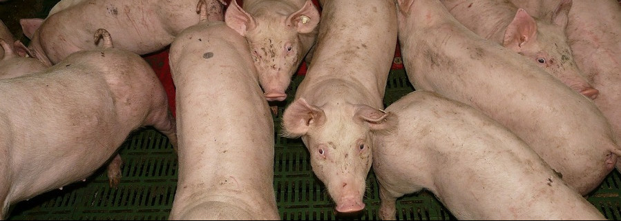 ASP: Importverbot für Schweinefleisch aus Deutschland