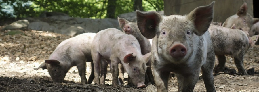 Stechmücken können Afrikanische Schweinepest übertragen
