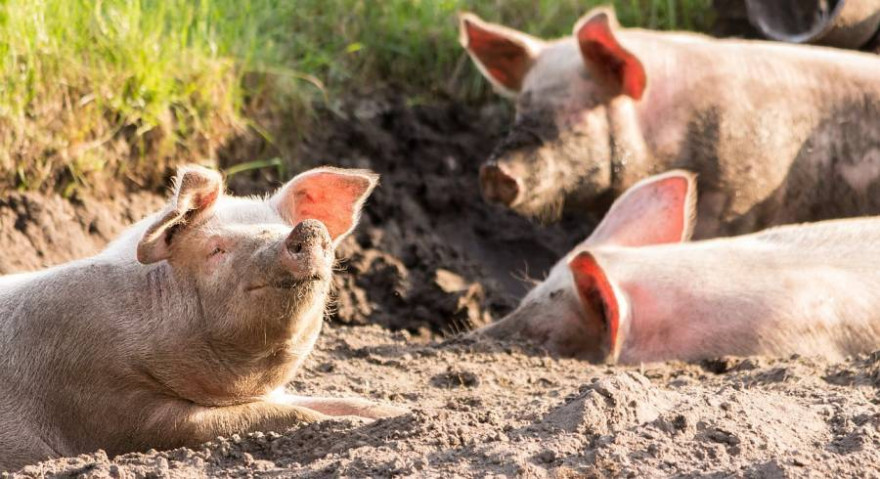 Drei Schweine im Sand liegend (Symbolbild: Michael Strobel) 