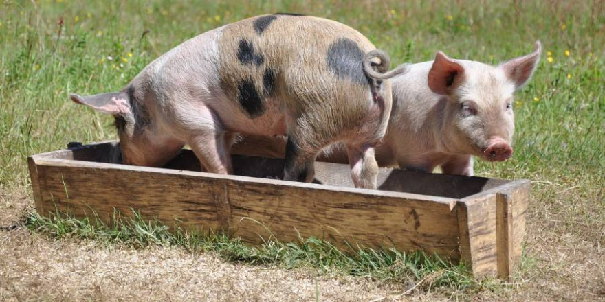 Zwei Schweine in einem Trog (Symbolbild: matildanilsson)