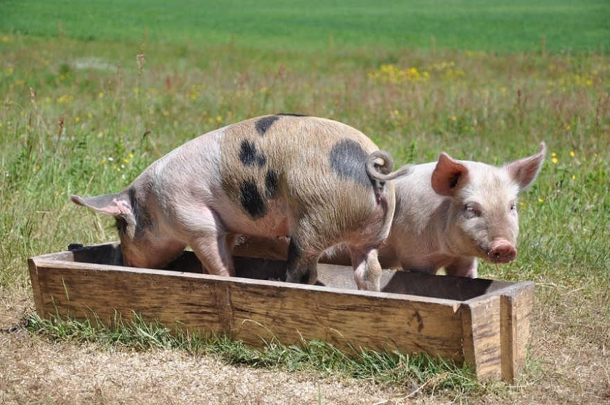 Schweine am Trog