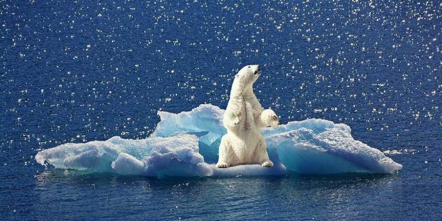 Eisbär auf einer kleinen Eisscholle.