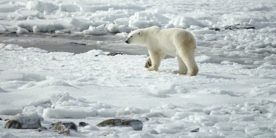 Ein Eisbär (Foto: Margo Tanenbaum)