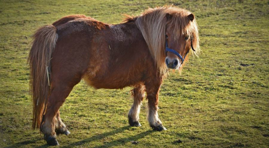 Ein Shetland-Pony wie dieses wurde wahrscheinlich Opfer einer Wolfsattacke (Beispielbild: bernswaelz)