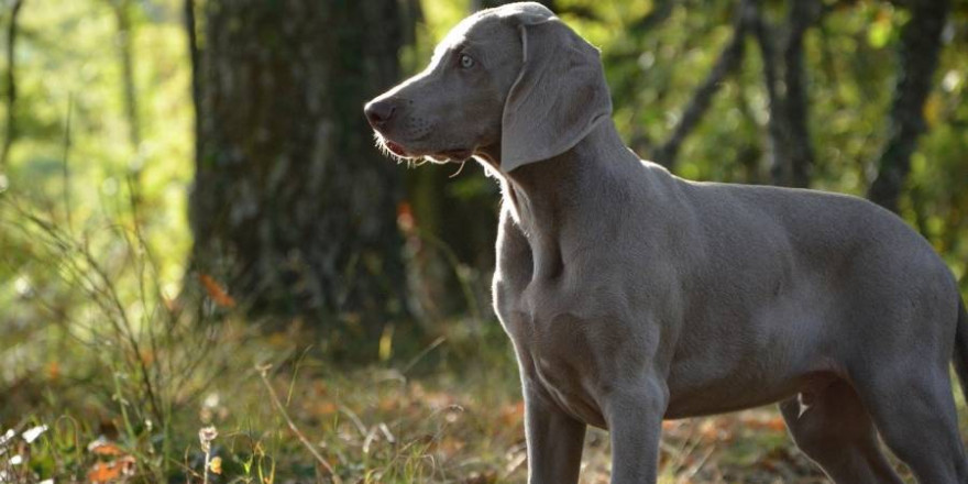 Junger Weimaraner im Wald (Foto: cri92)