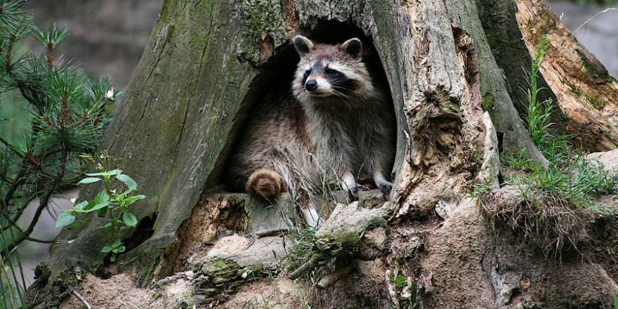 Waschbär in einem hohlen Baumstamm (Symbolbild: pearly- peach)