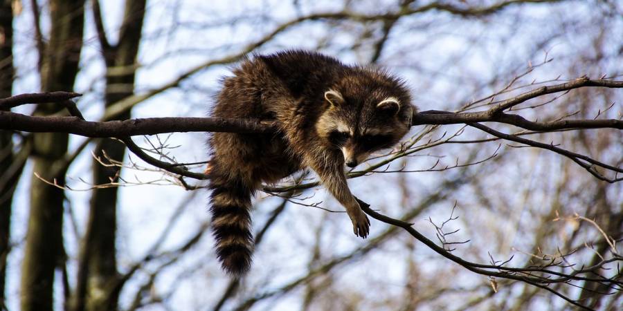 Ein Waschbär auf einem Baum (Beispielbild: AtakOnArt)