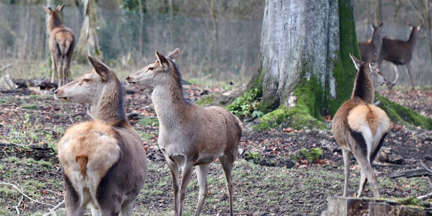 33 Stück Rotwild wurden in einem Tiroler Wintergatter auf engstem Raum niedergemetzelt (Symbolbild: Annette Meyer)