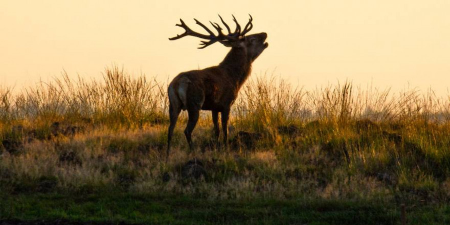 Ein röhrender Hirsch (Foto: Herbert Aust)