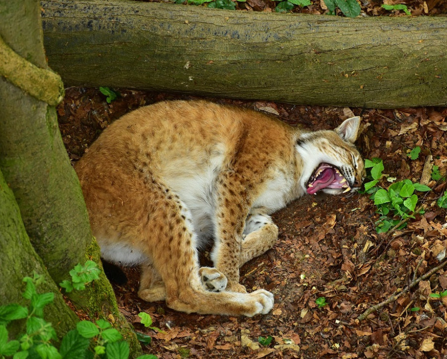 Luchs