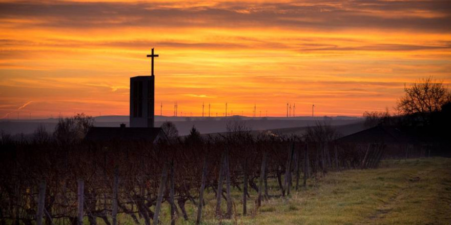 Der angebleite Rehbock wurde in einem Weinberg gefunden (Symbolbild: Tobias Albers-Heinemann)