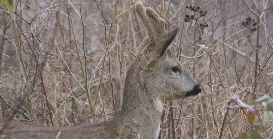 Rehböcke, wie dieser junge Gabler im Bast, haben in Niedersachsen jetzt ganze 10 Monate Jagdzeit (Foto: kalauer)