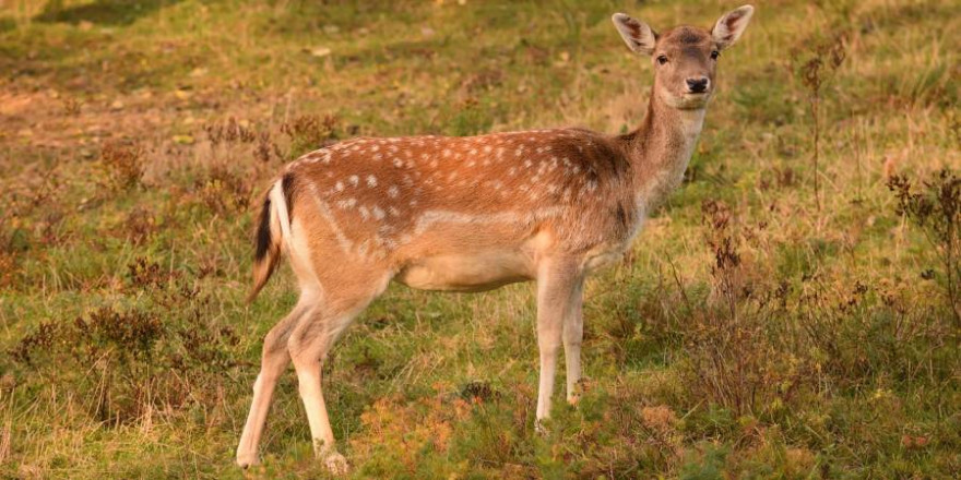 Weibliches Stück Damwild auf einer Wiese (Beispielbild: waldiwkl)