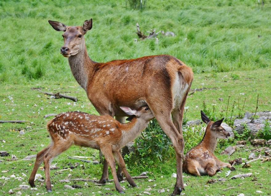 Rotwild Alttier mit zwei Kälbern