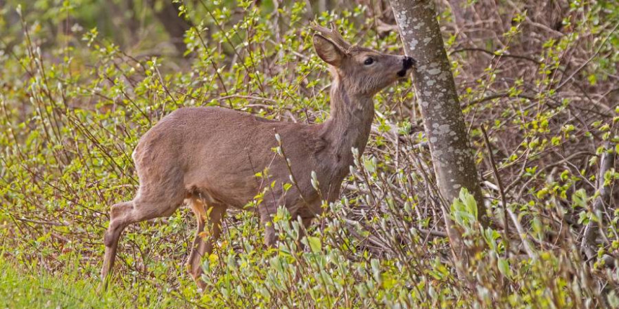 Grundeigentümer und Jagdpächter sollen sich künftig eigenverantwortlich über einen jährlichen Abschusskorridor für Rehwild im Jagdpachtvertrag verständigen. (Foto: adege)