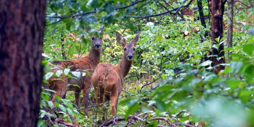 Forst-Jagd-Konflikt lösen: Unter diesem Motto lädt der Deutsche Jagdverband (DJV) zu einer Fachtagung am 22. April in Berlin ein. (Foto: Denis Geier)