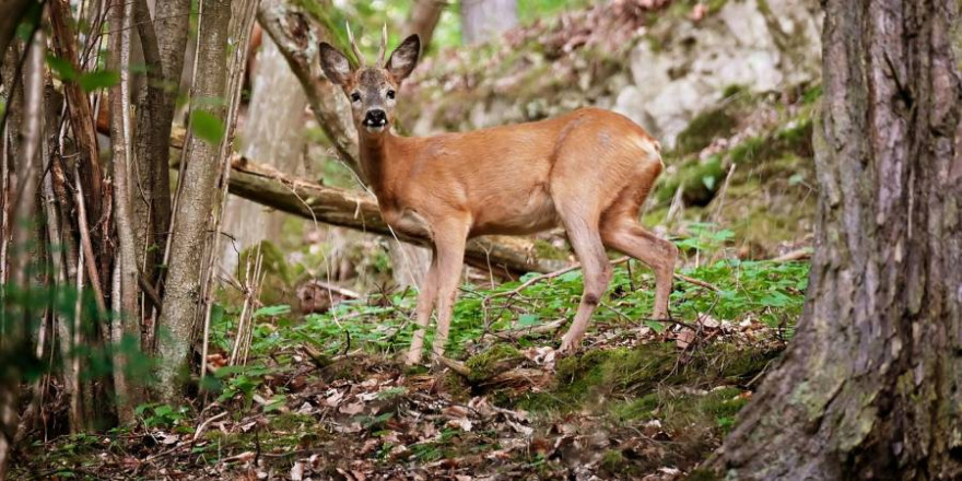 Rehbock im Wald (Beispielbild: gamagapix)