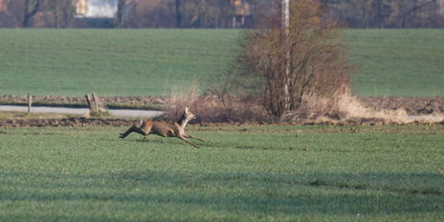 Hochflüchtige Ricke (Beispielbild: Kurt Bouda)