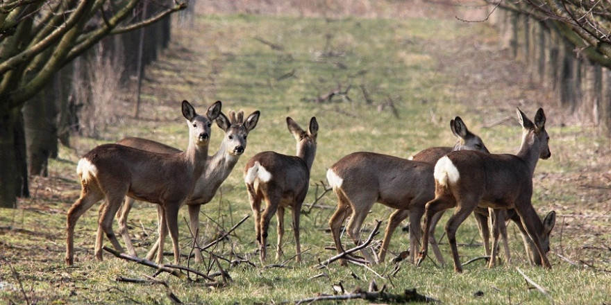 Ein Sprung Rehe im Frühjahr.