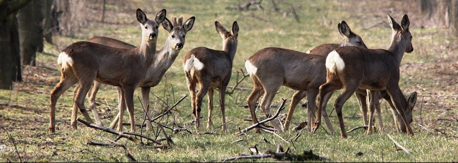 Veto zur Jagdzeitverlängerung für wiederkäuendes Schalenwild