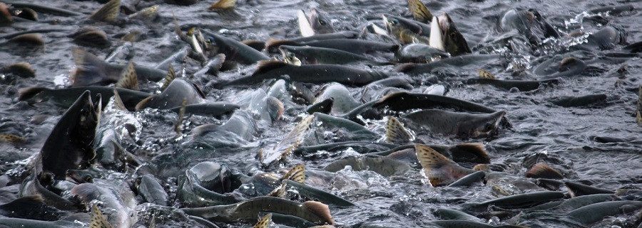 Massensterben in der Lachs-Industrie