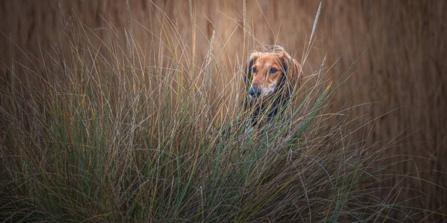 Ein Windhund im hohen Gras (Symbolbild: Jon Wicks)