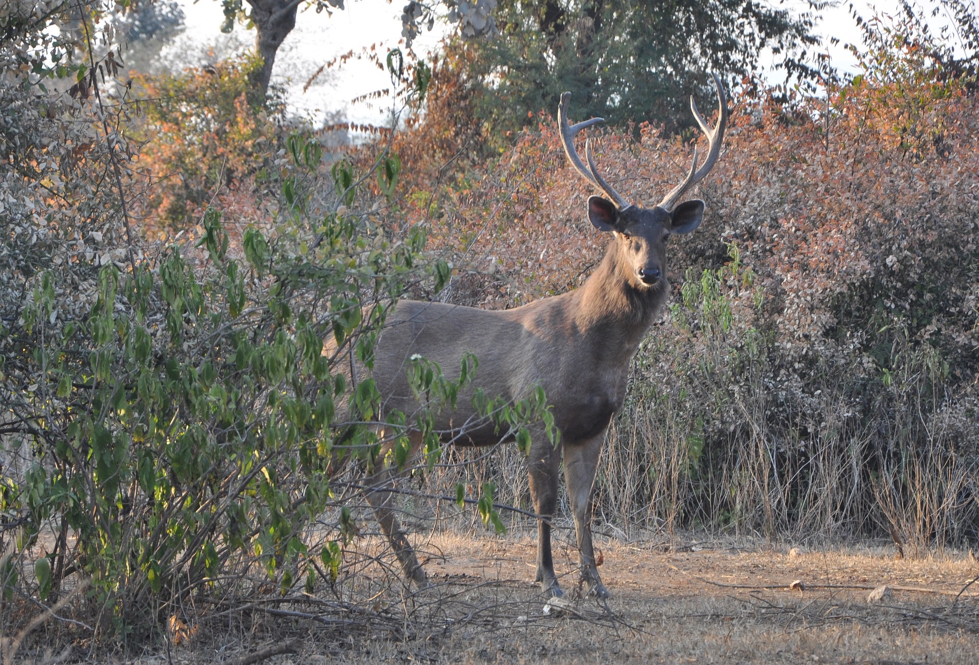 Der Sambar, ein naher Verwandter unseres Rothirsches (Foto: Bishnu Sarangi)