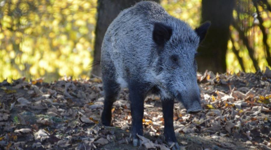 Ein Wildschwein (Foto: Benoît Dupuis)