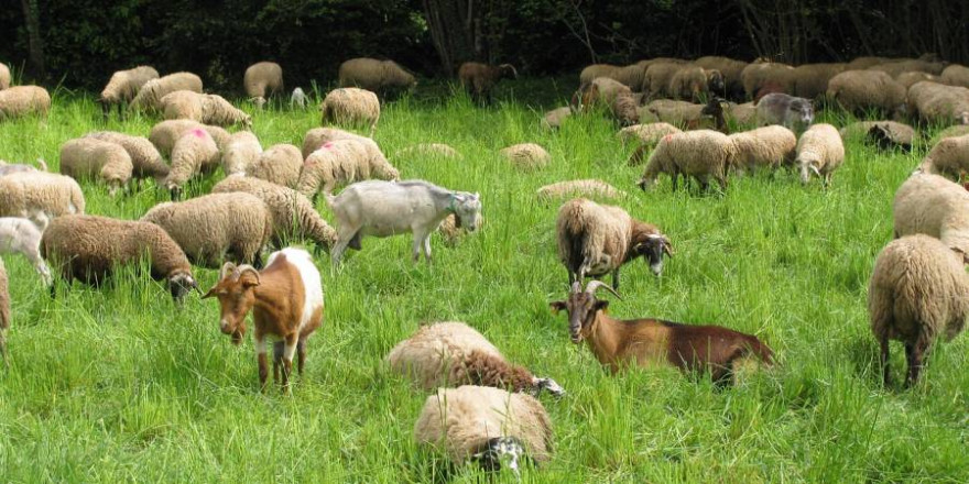 Die Weidetierprämie soll die Schaf- und Ziegenhaltung in Hessen sichern (Foto: Armeis)
